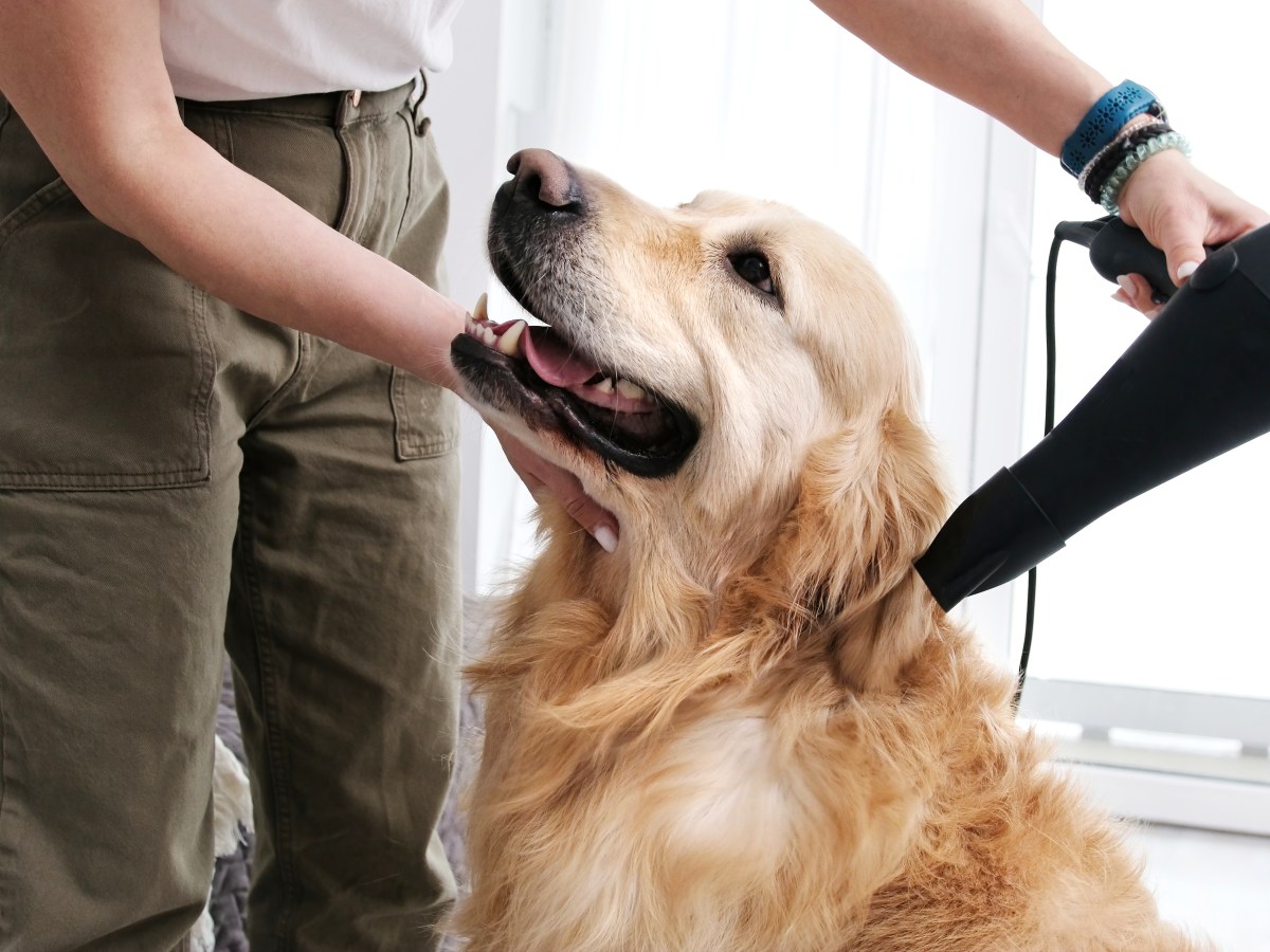 Quick Tips to Keep Your Dog’s Coat Shiny Between Grooming&nbsp;Visits